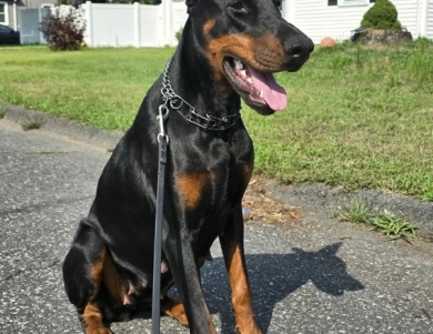 Dolce Vita Di Lakewood Doberman Pinscher