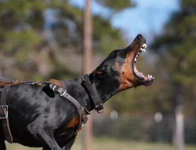Dolce Vita Di Lakewood Doberman Pinscher
