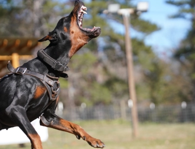 Dolce Vita Di Lakewood Doberman Pinscher