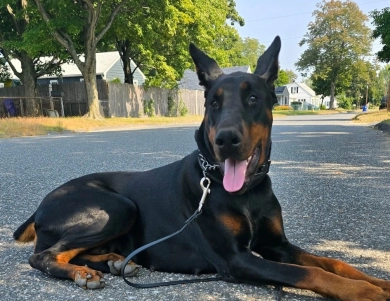 Dolce Vita Di Lakewood Doberman Pinscher