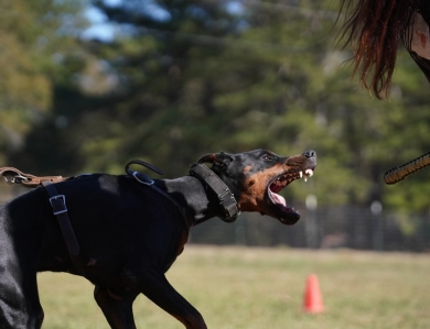 Dolce Vita Di Lakewood Doberman Pinscher