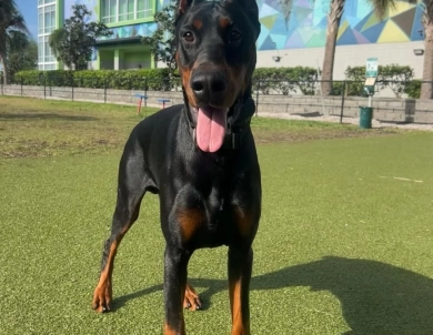 Mor'du Di Lakewood Doberman Pinscher