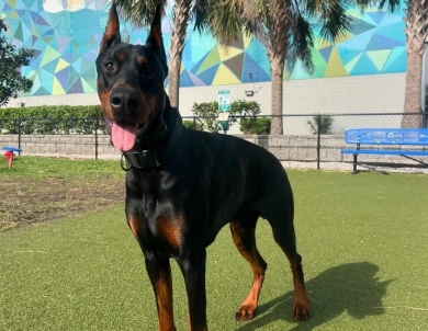 Mor'du Di Lakewood Doberman Pinscher