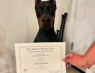 Mor'du Di Lakewood Doberman Pinscher