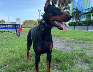 Mor'du Di Lakewood Doberman Pinscher