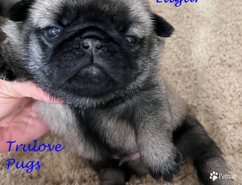 Edgar Edgar Pug