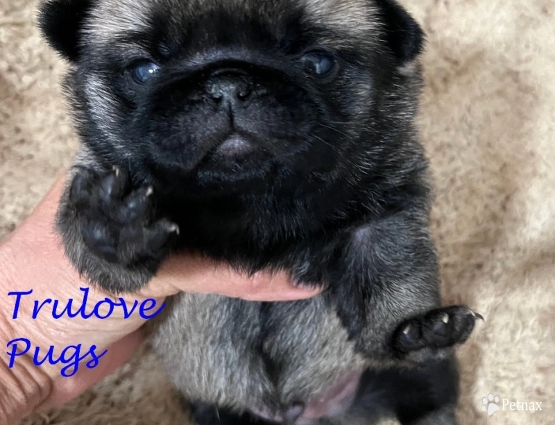 Lucas Lucas Pug