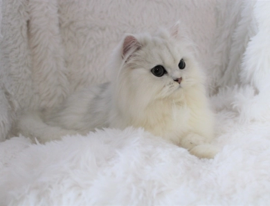 Precious Persians 