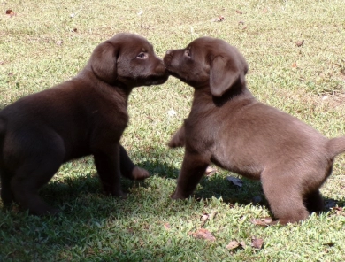 Pepper's puppy Pepper's puppy Labrador Retriever
