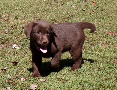 Pepper's puppy