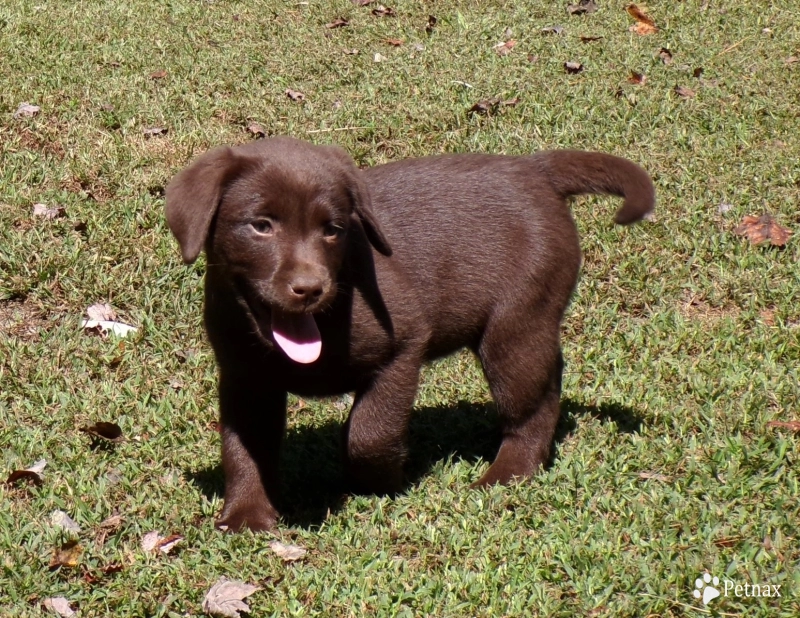 Pepper's puppy Labrador Retriever