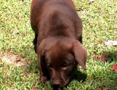 Pepper's puppy Pepper's puppy Labrador Retriever