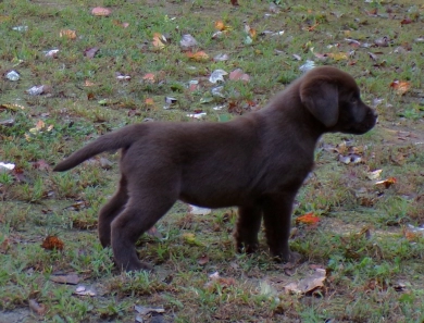 Pepper's puppy Pepper's puppy Labrador Retriever