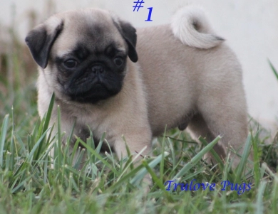 #1 #1 Pug