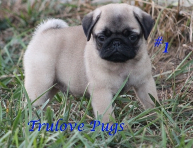 #1 #1 Pug