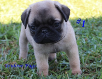 #1 #1 Pug