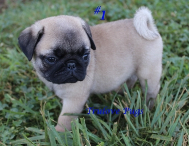 #1 #1 Pug