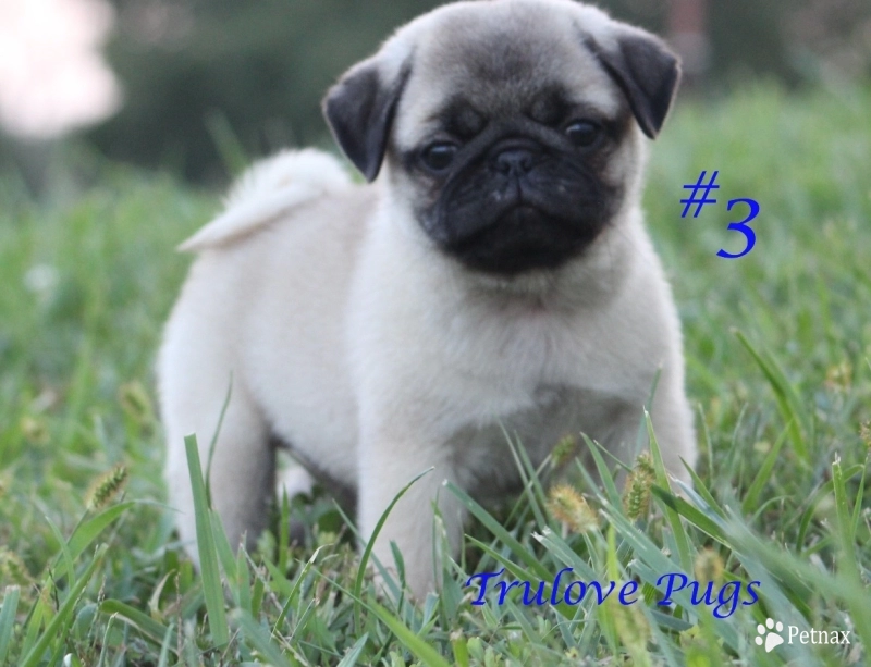 #3 Pug