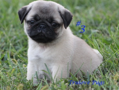 #3 #3 Pug