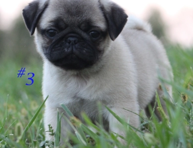 #3 #3 Pug