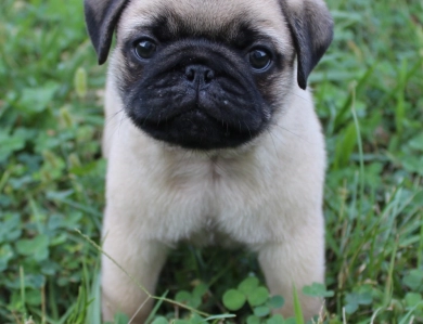 #4 #4 Pug