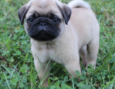 #4 #4 Pug