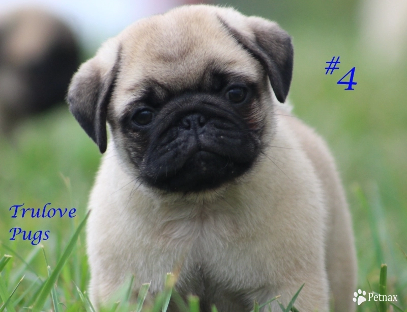 #4 Pug