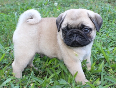 #4 #4 Pug