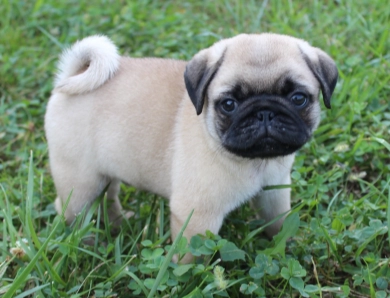 #4 #4 Pug