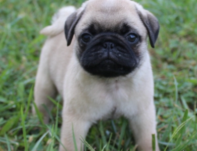 #4 #4 Pug