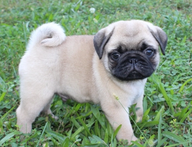 #4 #4 Pug