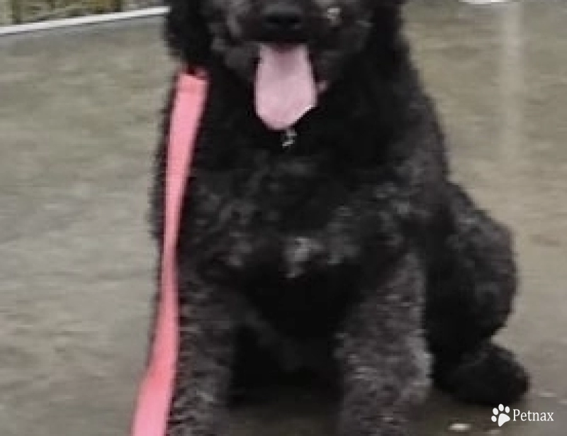 Jasmine Goldendoodle