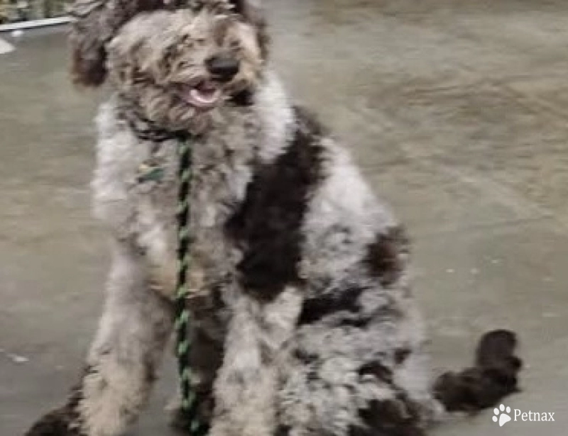 Nico Goldendoodle