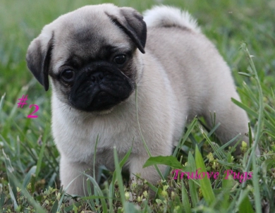 #2 #2 Pug