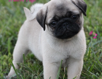 #2 #2 Pug