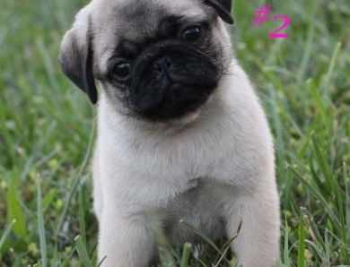 #2 #2 Pug