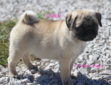 Chick Chick Pug