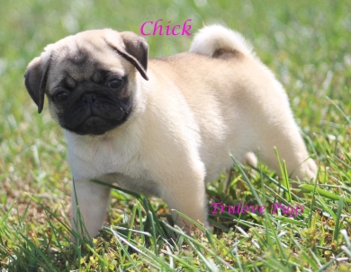 Chick Chick Pug