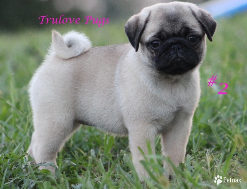 #2 Pug