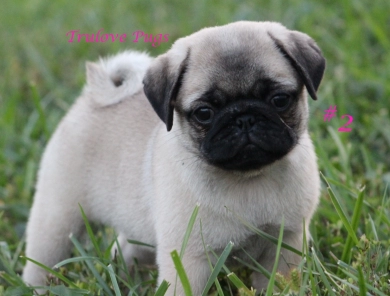 #2 #2 Pug