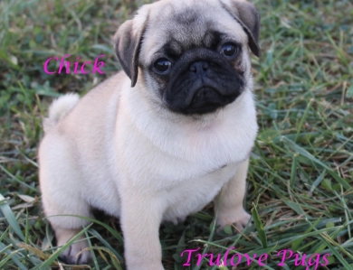 Chick Chick Pug