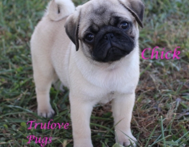 Chick Chick Pug