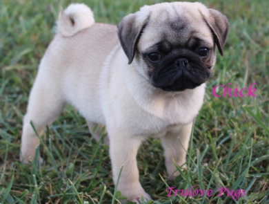 Chick Chick Pug