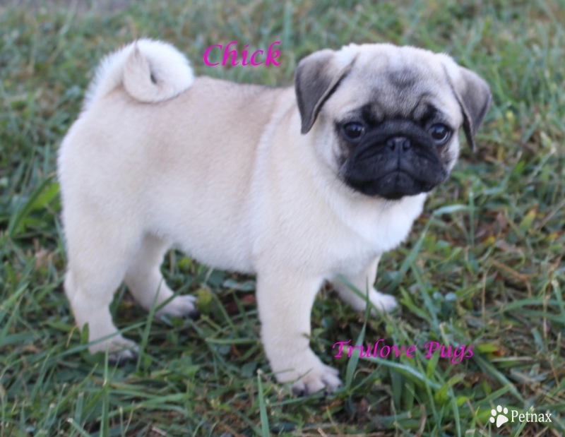Chick Pug