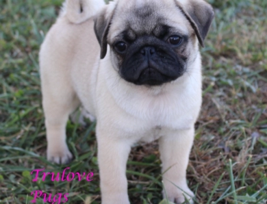 Chick Chick Pug