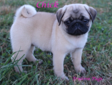 Chick Chick Pug