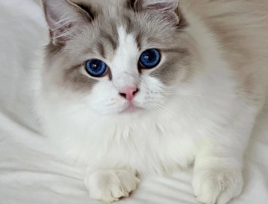 Rock Creek Ragdolls