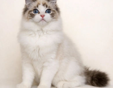 Rock Creek Ragdolls
