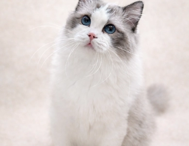 Rock Creek Ragdolls