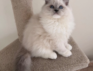 Rock Creek Ragdolls